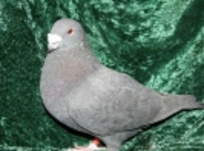 42 - Germani de Frumusete