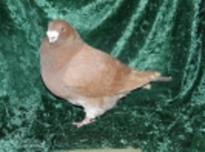 44 - Germani de Frumusete