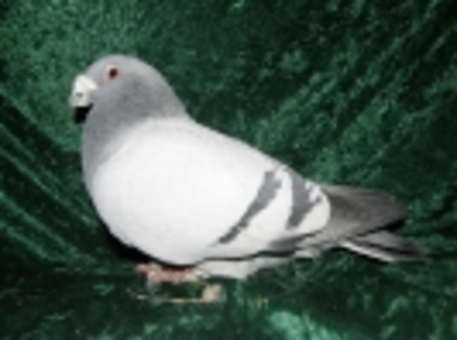 47 - Germani de Frumusete