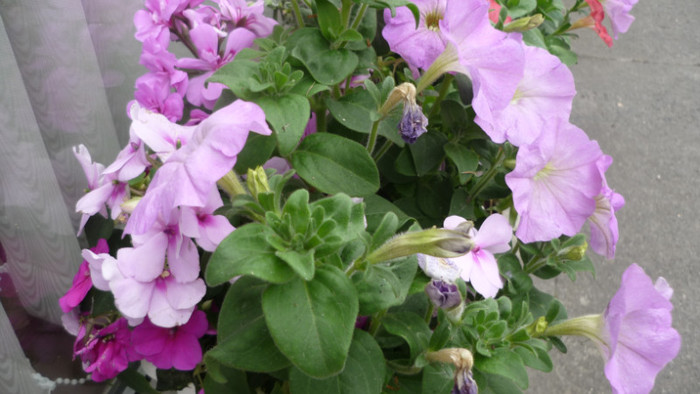 A  doua combinatie. - ARBORI SI FLORI