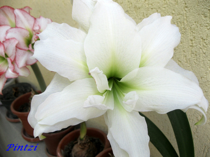 A.white - AMARYLLIS-11