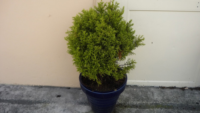 Un pitic ornamental.2011 - ARBORI SI FLORI