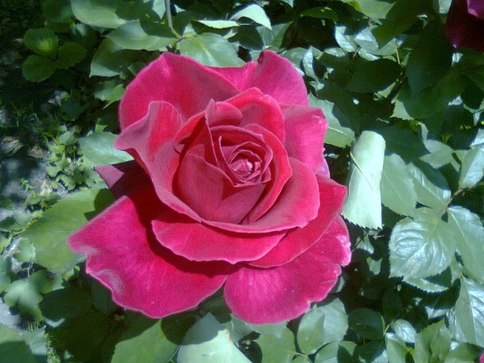 Photo0116 - trandafiri-2011