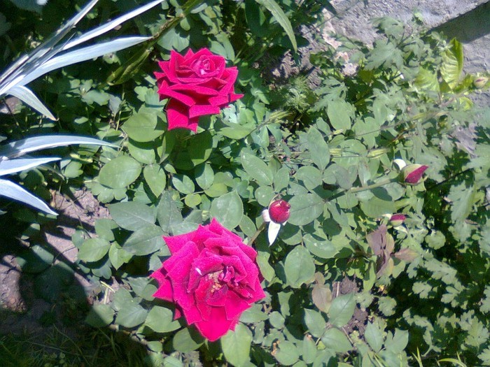 Photo0106 - trandafiri-2011