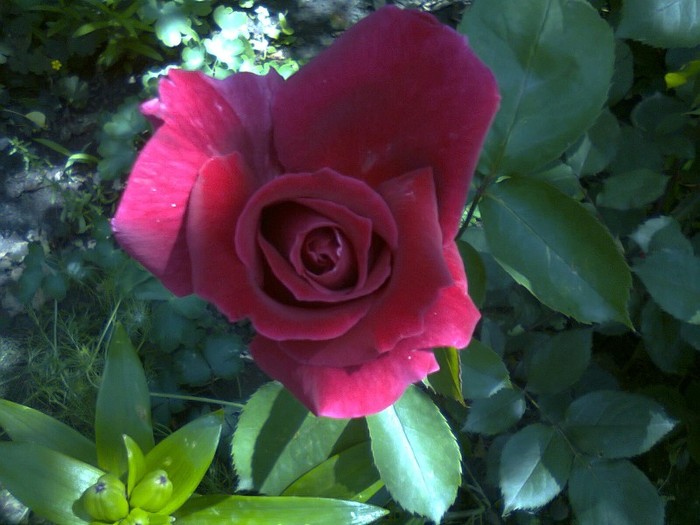 Photo0108 - trandafiri-2011