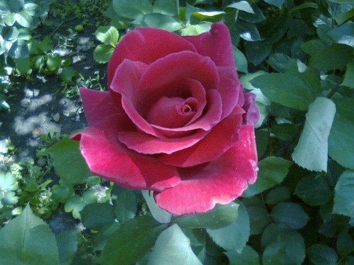 Photo0109 - trandafiri-2011