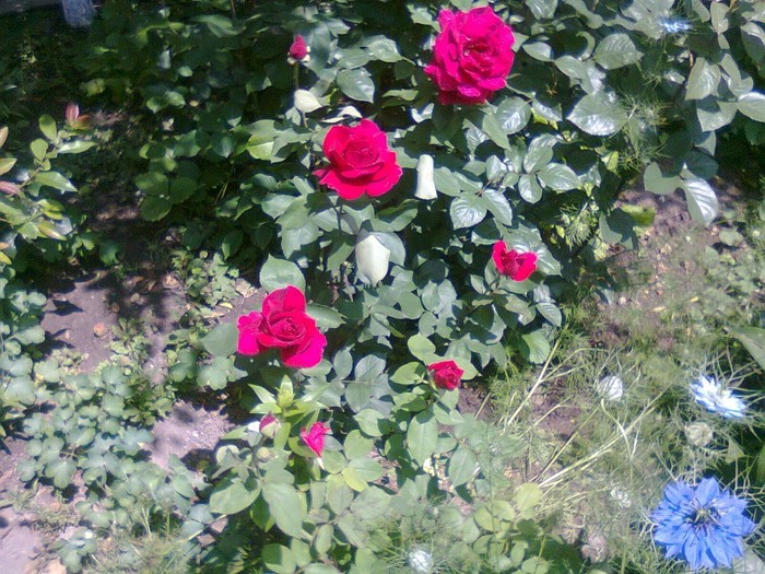 Photo0114 - trandafiri-2011