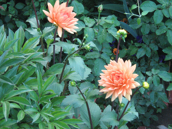 floricele mai 2011 152