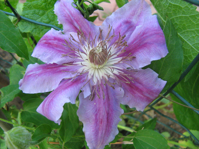 floricele mai 2011 149 - Clematis 2011