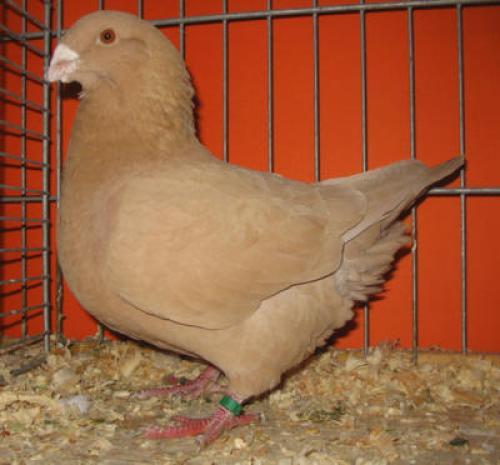 Mesager Urias American - Porumbei de Carne