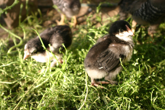 IMG_3726 - Marans