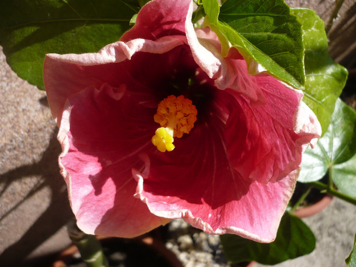 Purple Majesty-28.05.2011