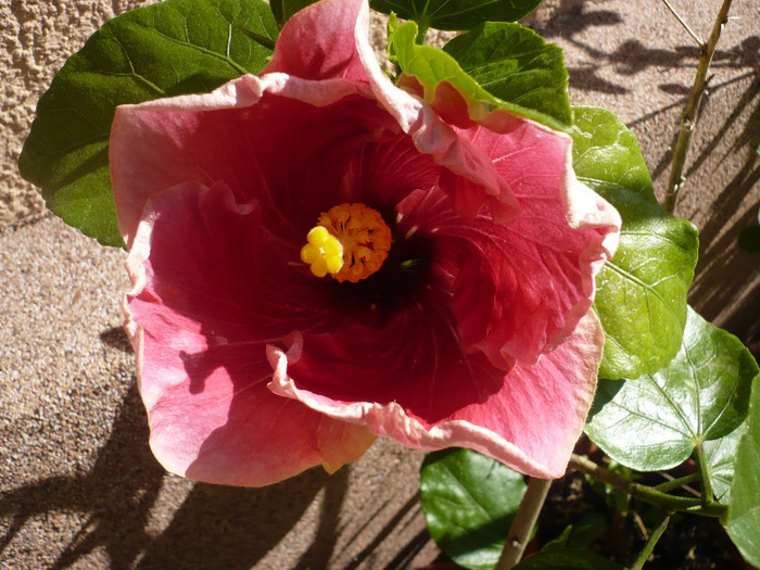 P1070281