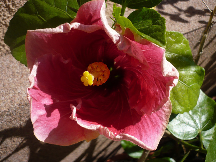 P1070282