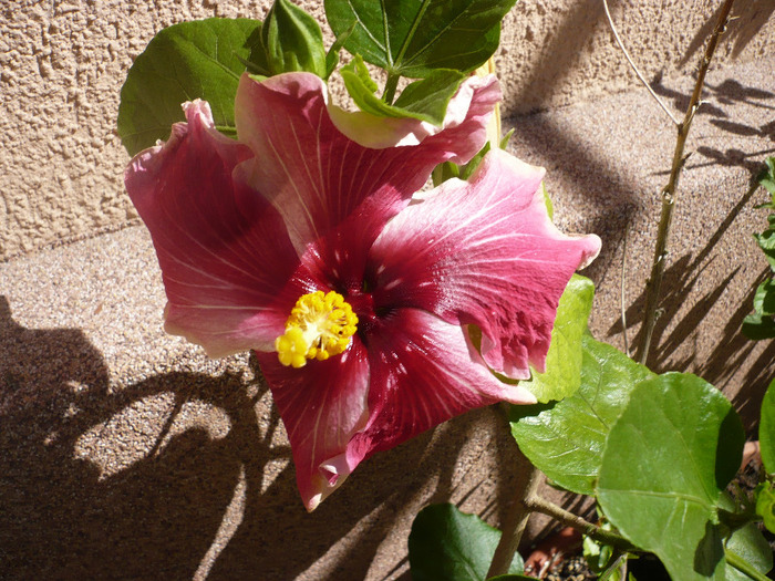 P1070296 - HIBISCUSI 2011-1