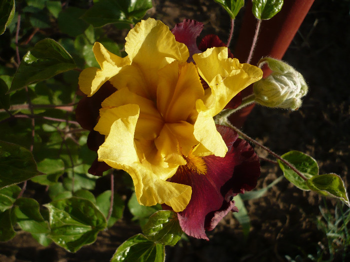 Glad Rags-28.05.2011