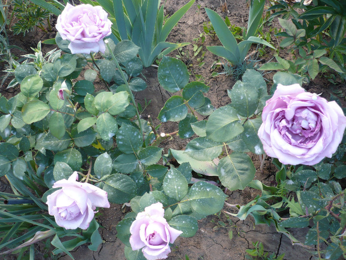 051 - trandafiri 2011