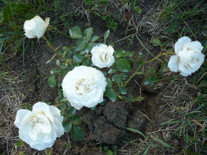 075 - trandafiri 2011