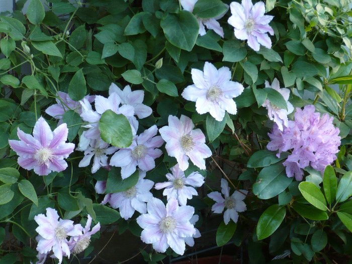 037 - clematis