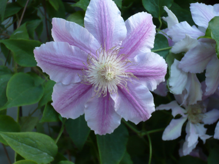 038 - clematis