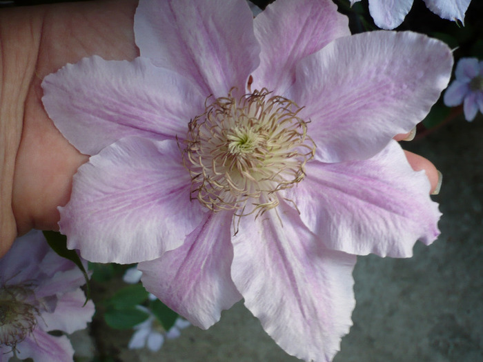 035 - clematis