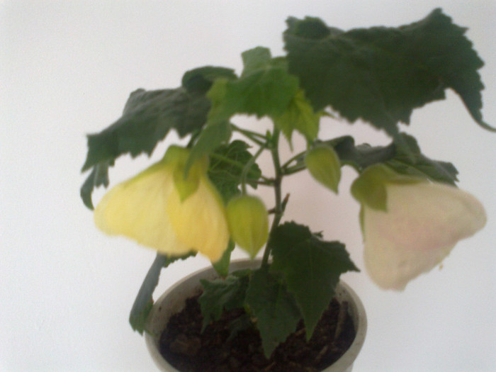 abutilon alb - diverse