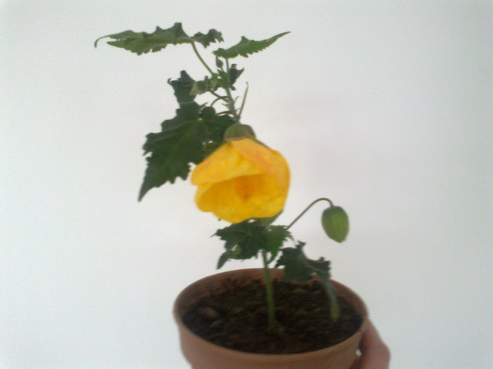 abutilon galben - diverse