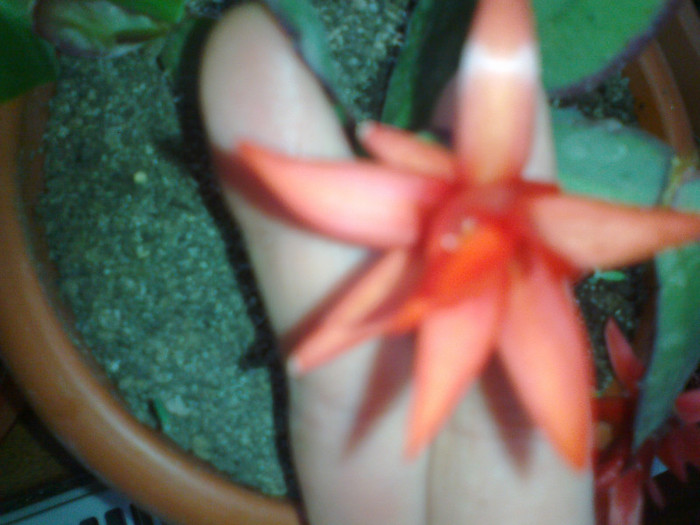 floare de rhipsalidopsis