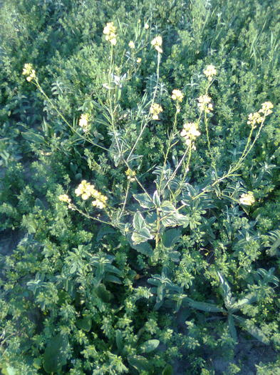 Rapita salbatica - Arbori si plante melifere