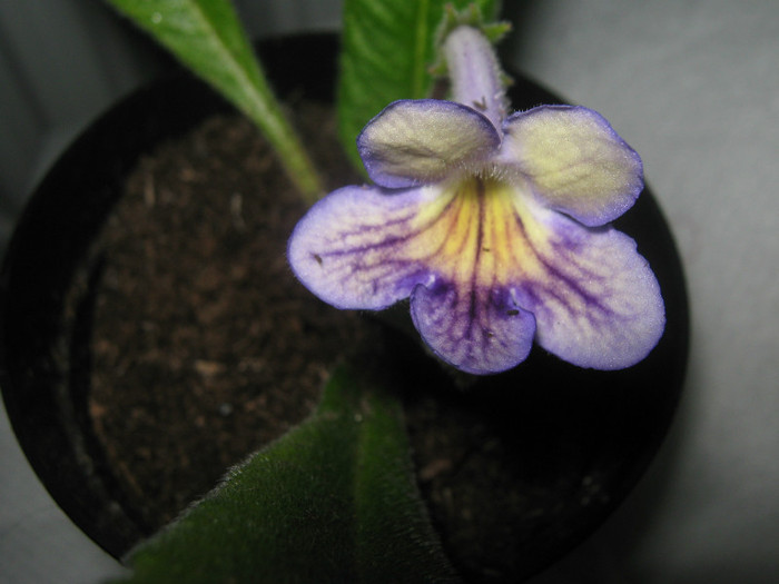  - streptocarpus Seren