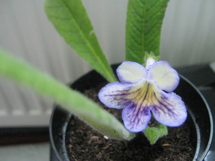  - streptocarpus Seren