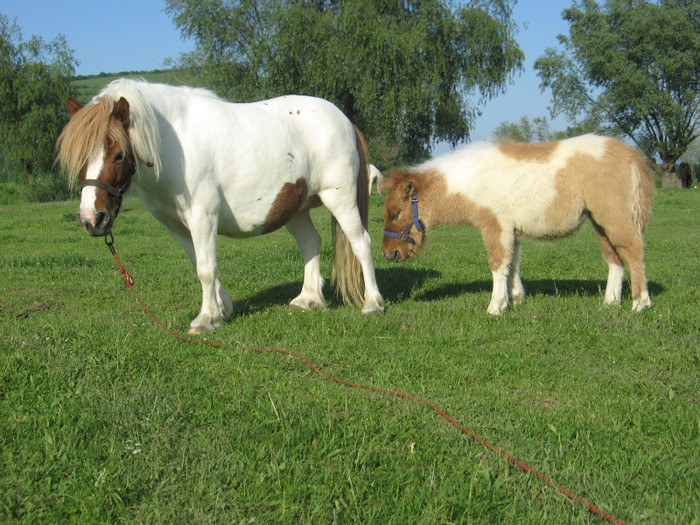 IMG_1564 - VANZARI PONEI