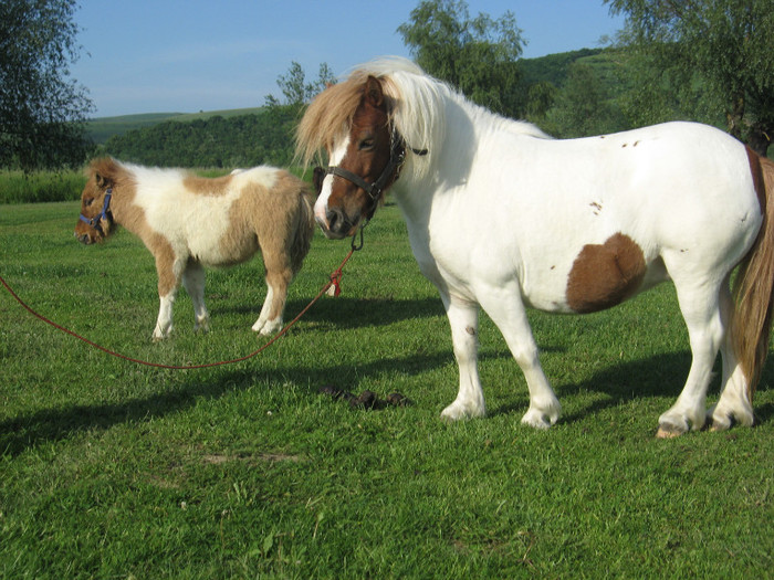 IMG_1543 - VANZARI PONEI