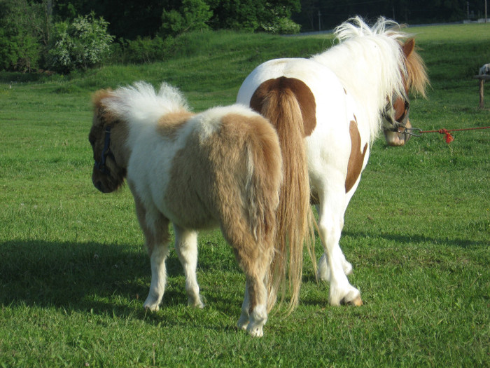 IMG_1551 - VANZARI PONEI