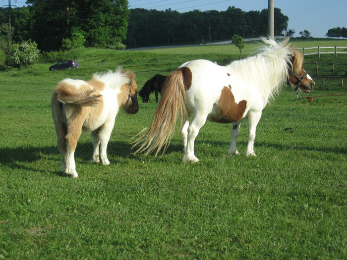 IMG_1553 - VANZARI PONEI