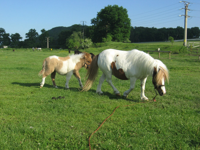 IMG_1556 - VANZARI PONEI