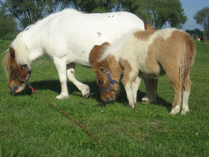 IMG_1561 - VANZARI PONEI