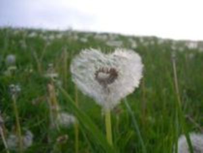 15749557_QFCUCUNGP - TOATE POZELE MELE