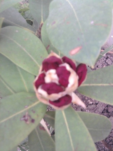 se pregateste altul sa infloreasca - Rhododendroni