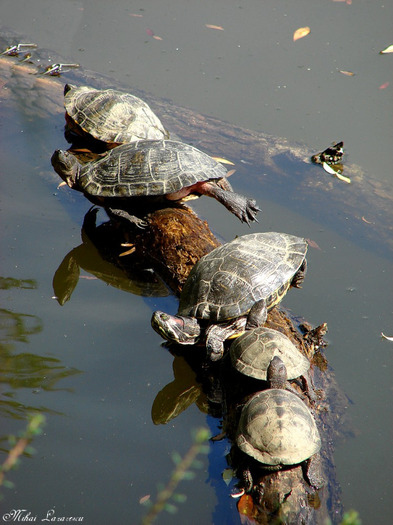 Cu familia la strand - Animalutele mele