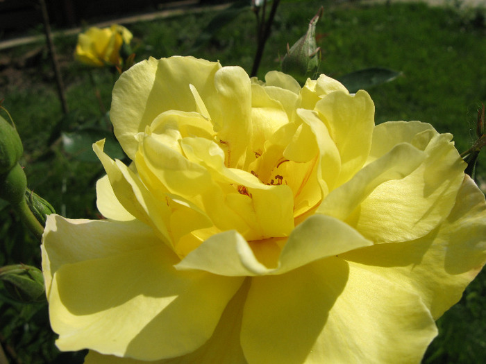 Mabella - au inflorit trandafirii mai 2013