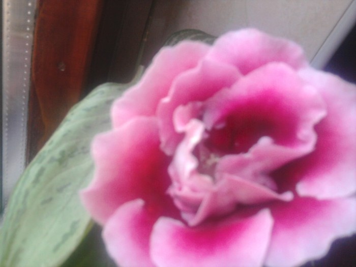 gloxinia salvata  de la moarte din toamna