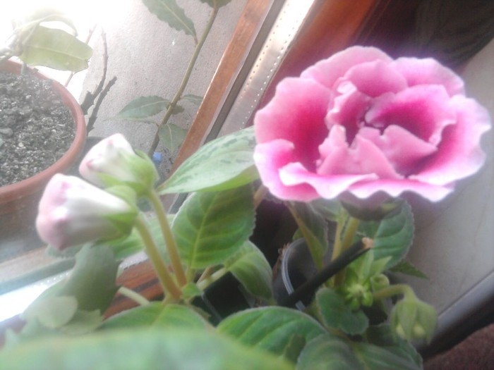 Fotografie0487 - Gloxinia