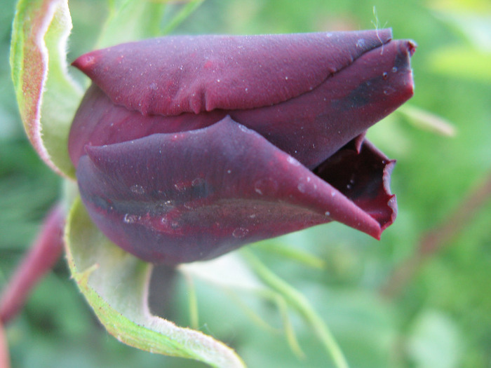 rosa nera - au inflorit trandafirii mai 2013