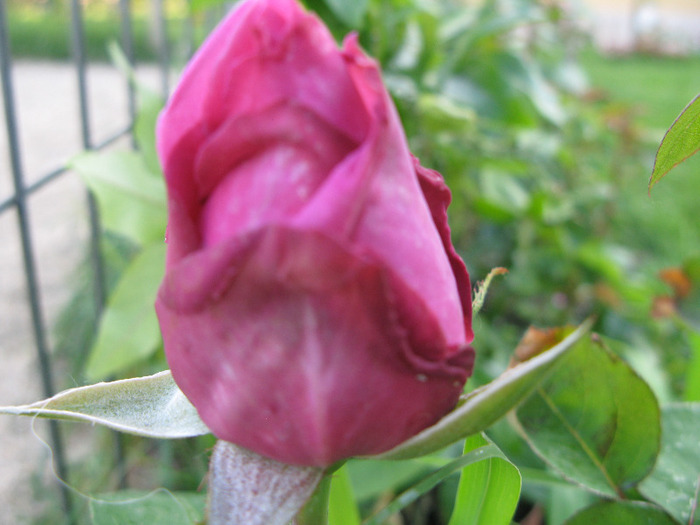 Malva Violacea - au inflorit trandafirii mai 2013