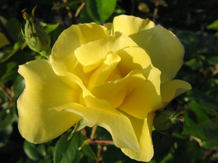 Mabella - au inflorit trandafirii mai 2013