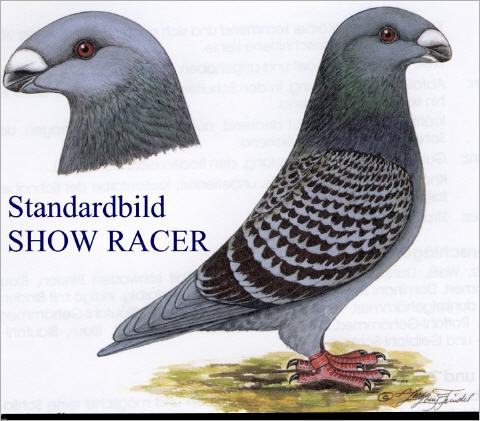 standard_480 - AMERICAN SHOW RACER DETALII DESPRE STANDARD