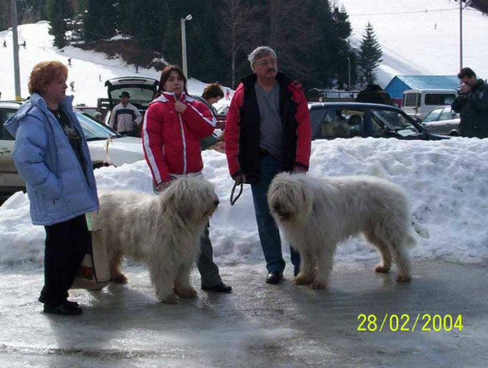 canisa de romania - Mioritici care apartin sau au apartinut temporar Canisei de Romania