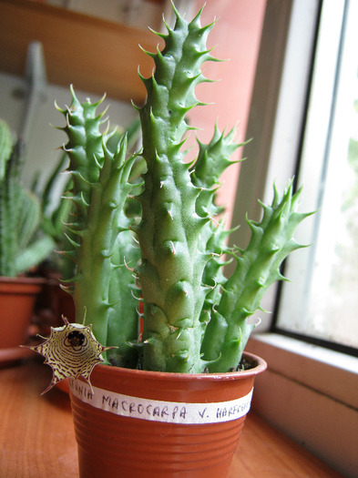 Huernia macrocarpa v. harerghensis (1) - Asclepiadaceae