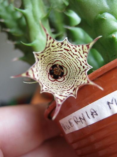 Huernia macrocarpa v. harerghensis (11)